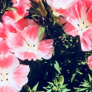 Meet your Posher, Phone time